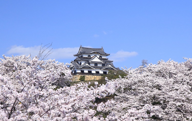 彦根城の桜（イメージ）