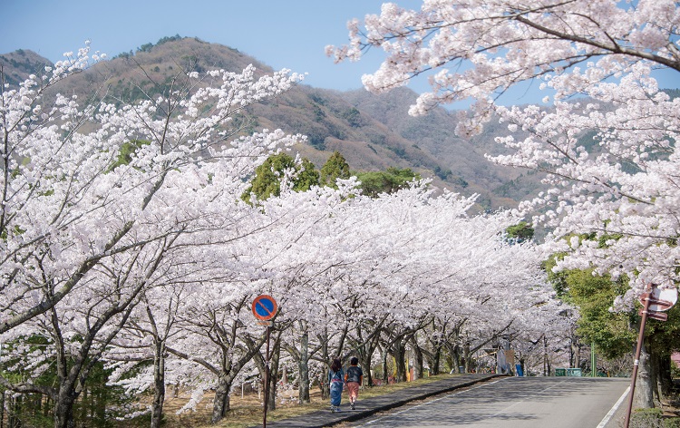 養老公園の桜（イメージ）/岐阜県観光連盟