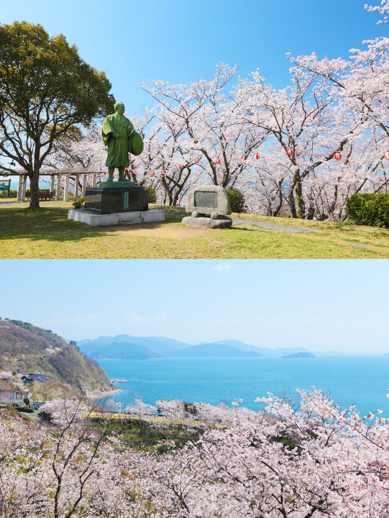 赤穂御崎の桜（イメージ）