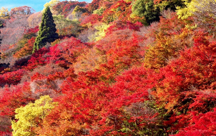 三宮発 紅葉 絶景 世界遺産 日本で最も美しい村 曽爾高原 すすき散策とほっこり懐かしい秋の吉野まちあるき 自家製柿の葉すしと眺望が自慢のお店で味わう 奈良のご当地グルメのランチ付 His 関西発