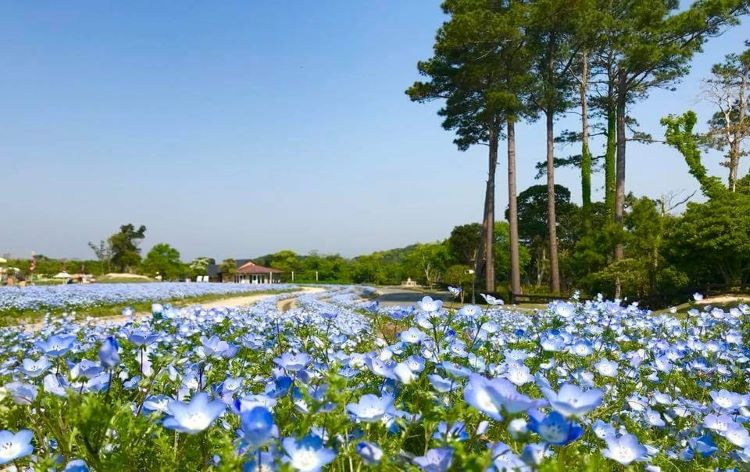 淡路島へ１daytrip 本場 新たまねぎ収穫体験 詰め放題お持ち帰り 5年に1度の花の祭典 淡路花博周年記念花みどりフェア His 関西発