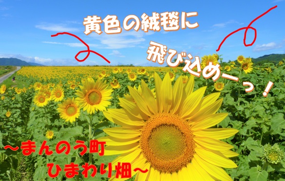 四国最大級の黄色の絨毯へgo 100万本のまんのう町ひまわり畑と絶景とスリルが満点の秘境 祖谷のかずら橋 ベストワンバスツアー