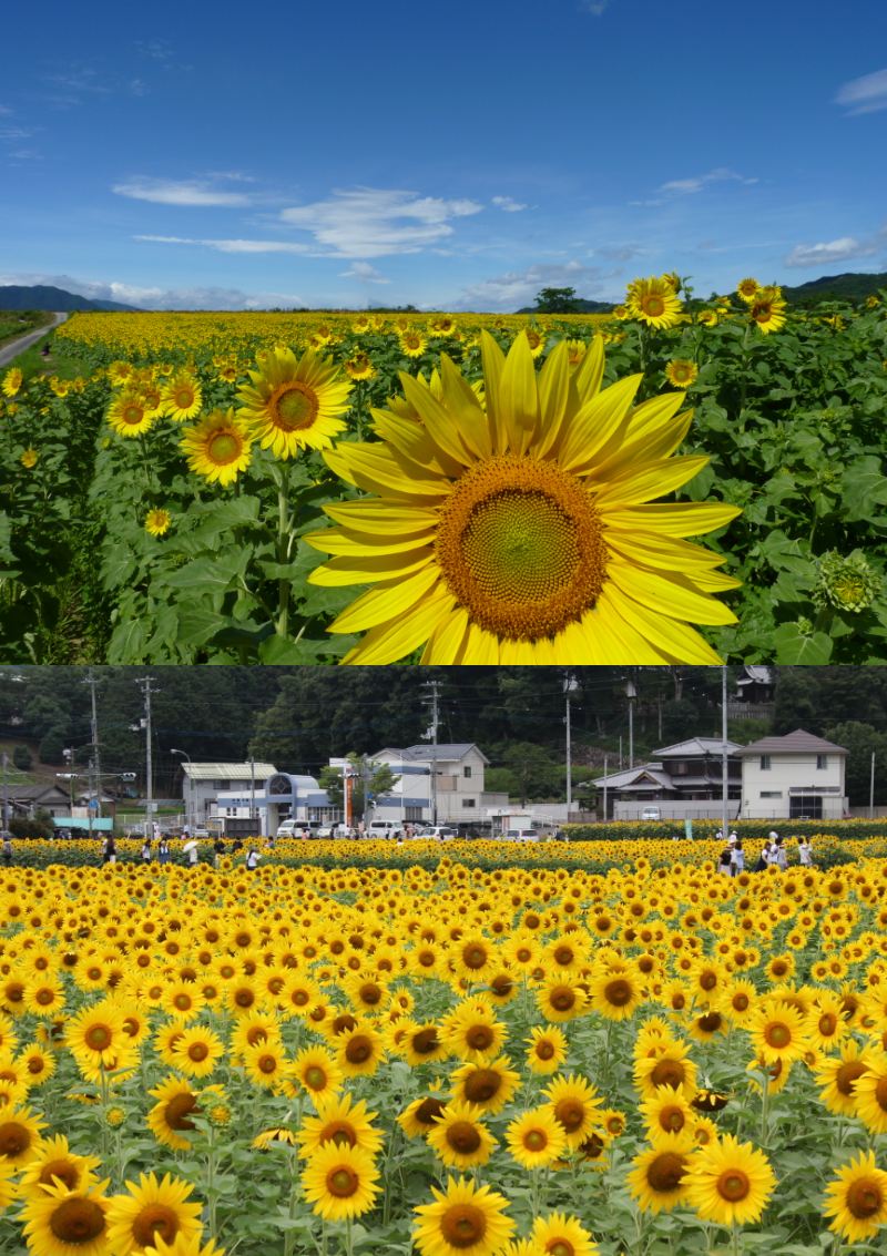 四国最大級の黄色の絨毯へgo 100万本のまんのう町ひまわり畑と絶景とスリルが満点の秘境 祖谷のかずら橋 ベストワンバスツアー