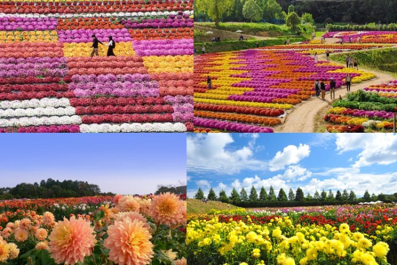 西日本エリア最大級の花の祭典 世羅高原 ダリア ガーデンマム祭 秋のローズフェスタと笠岡ベイファーム3 000万本のコスモスの花畑 格安ベストワンバスツアー