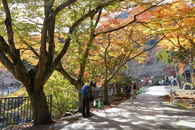 養老公園（紅葉/イメージ）©（一社）岐阜県観光連盟