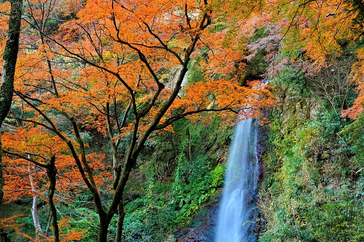 養老の滝（紅葉/イメージ）©養老公園