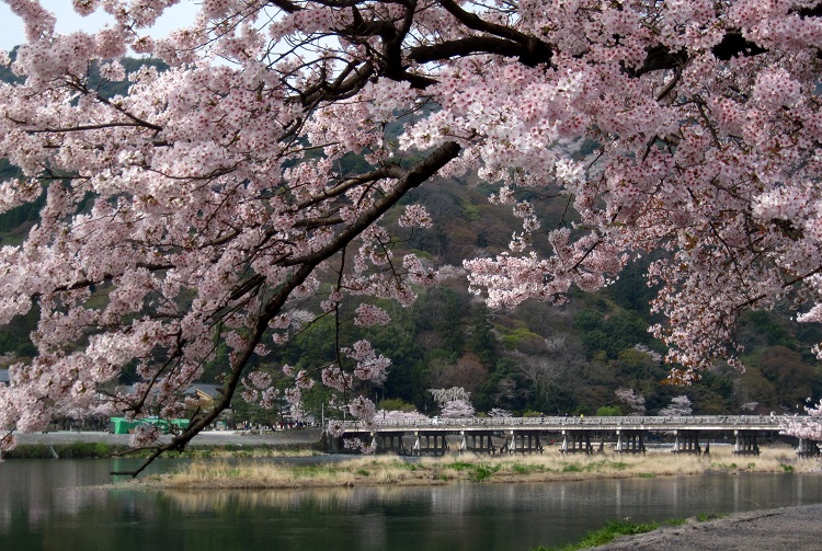 春の京都 決定版 嵐電 桜トンネル 嵐山 高台寺 夜間特別拝観 と約30種類のホテルバイキング 格安ベストワンバスツアー