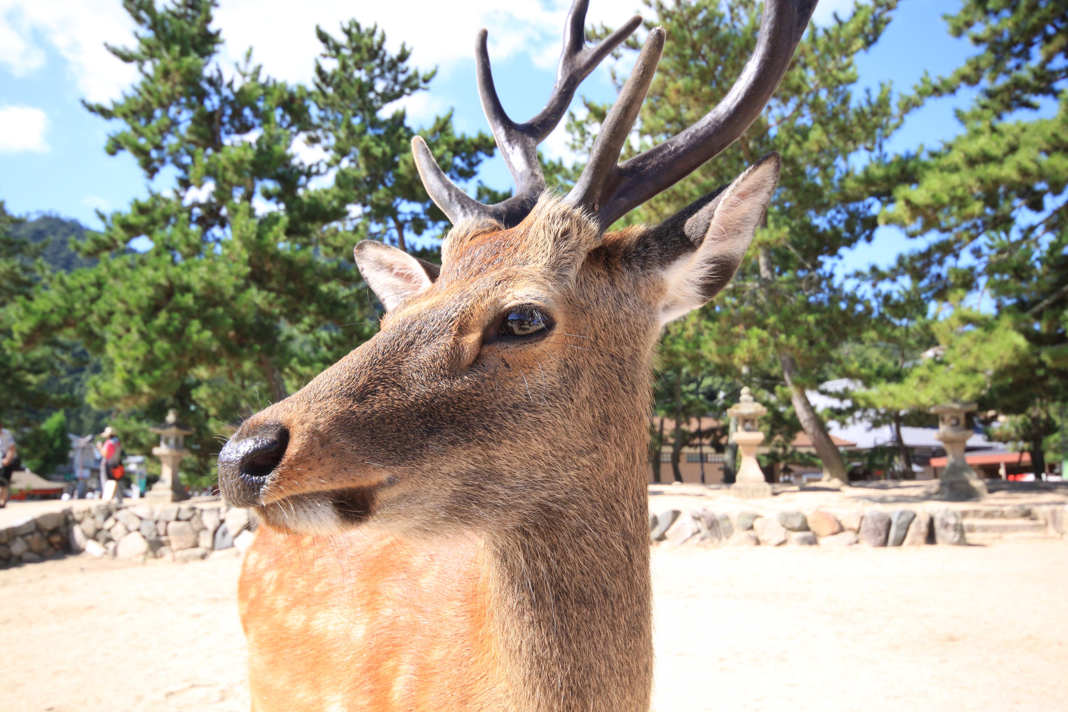 宮島の鹿(イメージ)　写真提供：広島県