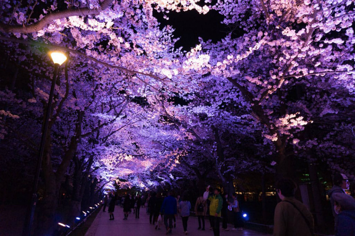高田城公園夜桜(イメージ)