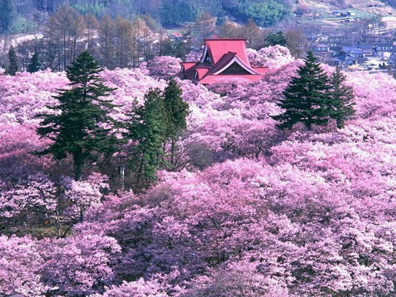 高遠のコヒガン桜（イメージ）