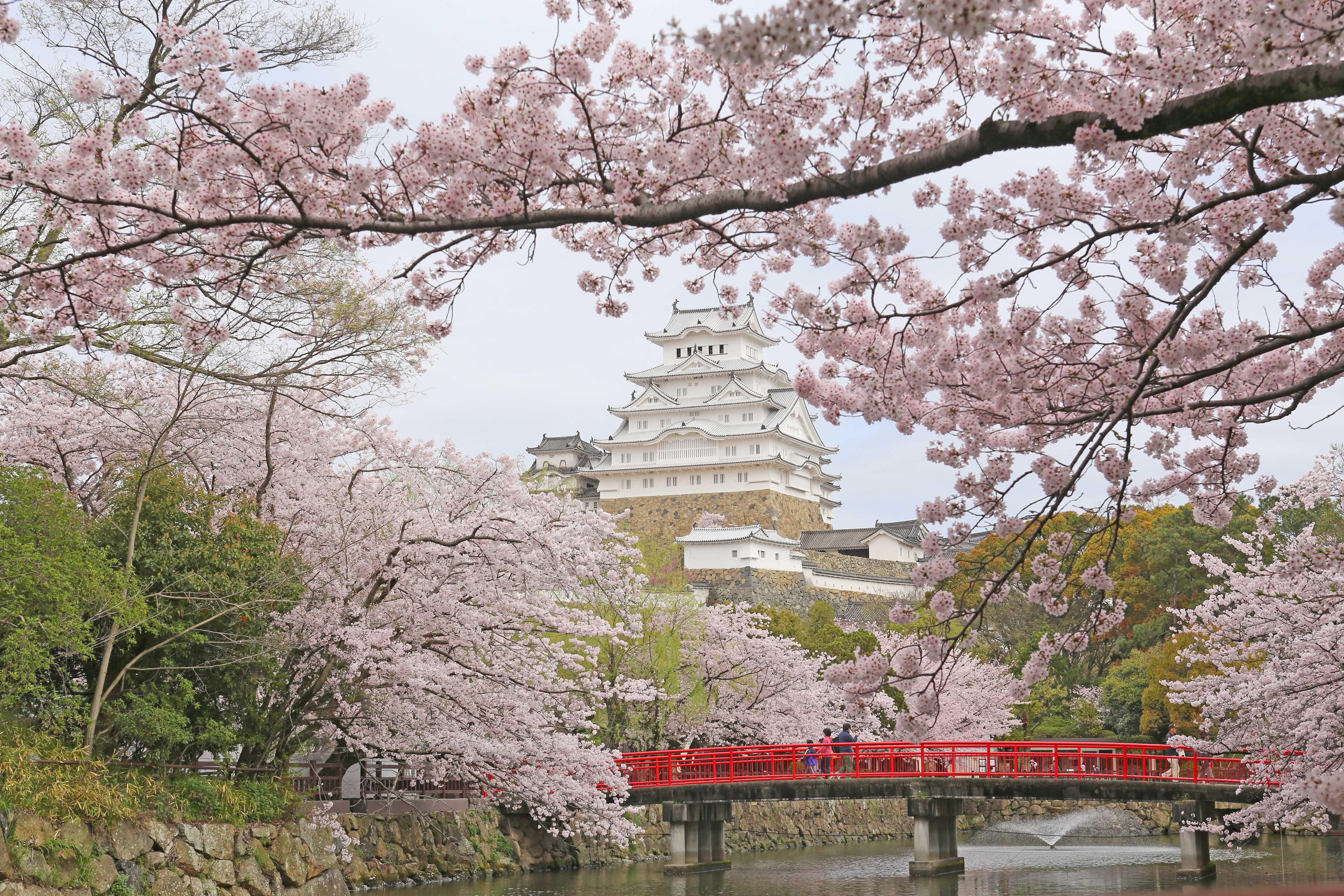 姫路城と桜　写真提供：姫路市
