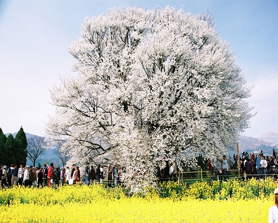 一心行の大桜鑑賞と南阿蘇観光トロッコ列車で阿蘇大満喫☆お昼は熊本