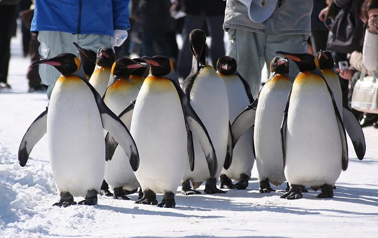 ペンギンの散歩(冬)/イメージ