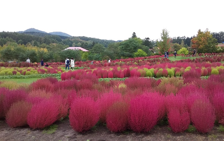 紅葉広がる渓谷美 夕張滝の上公園散策と真っ赤に染まる ゆにガーデン コキア観賞 ランチバイキング 格安ベストワンバスツアー