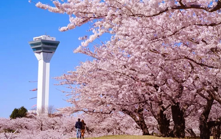 五稜郭公園の桜/イメージ