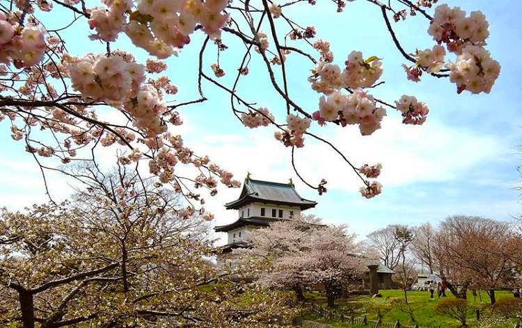 松前公園の桜/イメージ