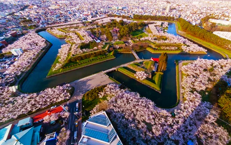 五稜郭公園の桜/イメージ