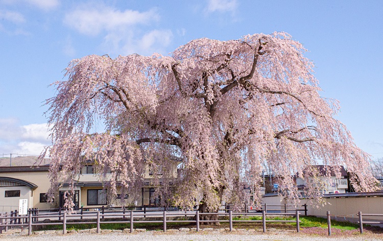 法亀寺しだれ桜(春)/©2019一社)北斗市観光協会