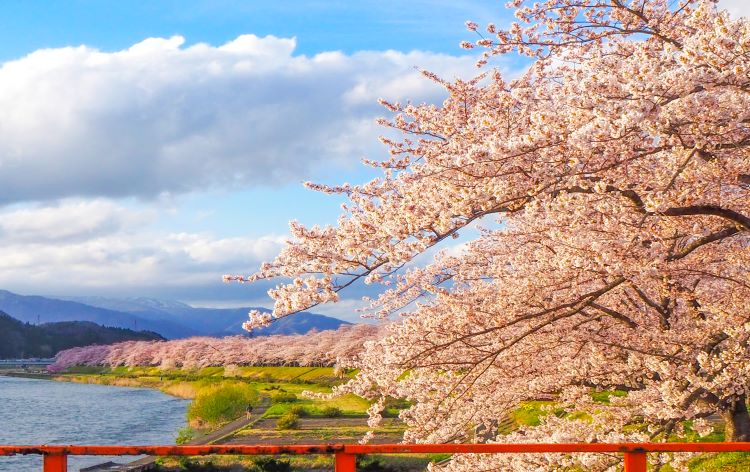 桧木内川堤の桜／イメージ