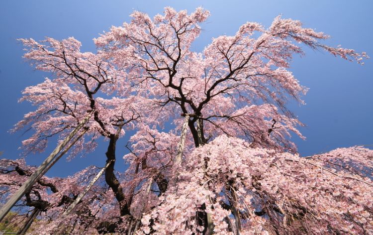 三春滝桜／イメージ