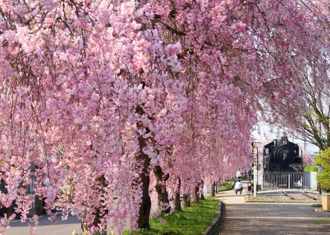 日中線のしだれ桜／イメージ　提供：喜多方観光協会