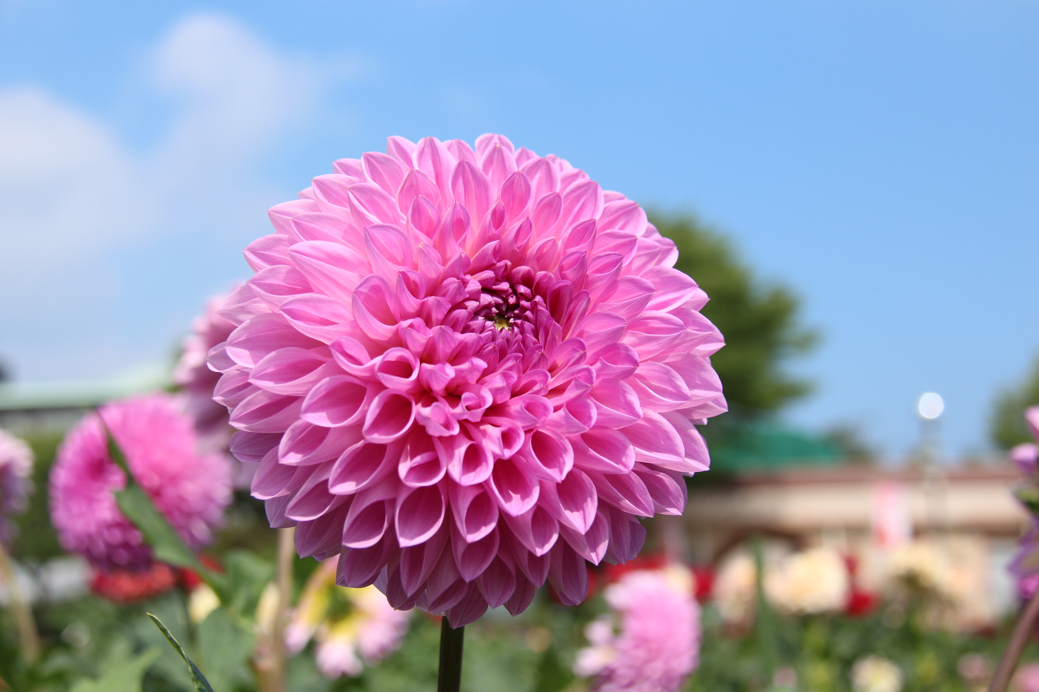 やまがた川西ダリヤ園　ダリア