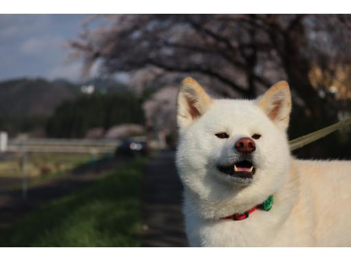秋田犬　イメージ