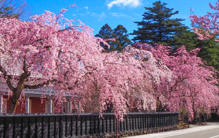 仙台しだれ桜（大株）