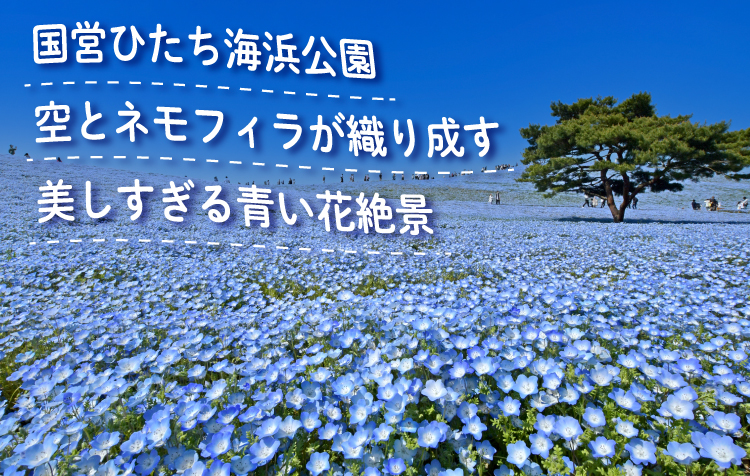 国営ひたち海浜公園ネモフィラ/イメージ