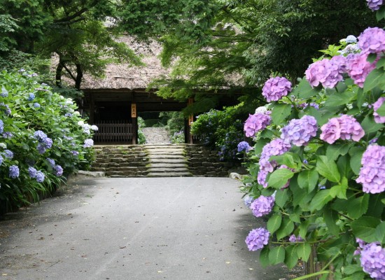 東大寺別院阿弥陀寺（6月頃）（イメージ）