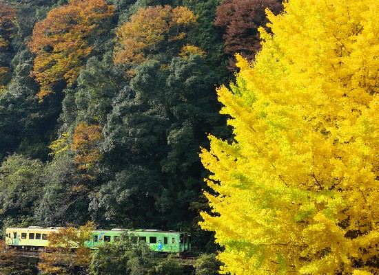 錦川清流線（11月頃）/イメージ