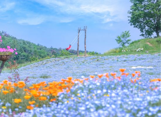 花の駅せら（4月中旬～5月中旬）/イメージ