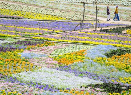 花の駅せら（4月中旬～5月中旬）/イメージ