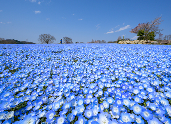 広島駅発 春の世羅大満喫紀行 チューリップ祭り開催中の世羅で感動の花風景を うれしいbbqのランチ 八天堂スイーツのお土産付 格安ベストワンバスツアー