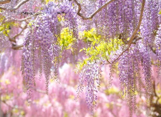 せらふじ園／（5月頃撮影イメージ）